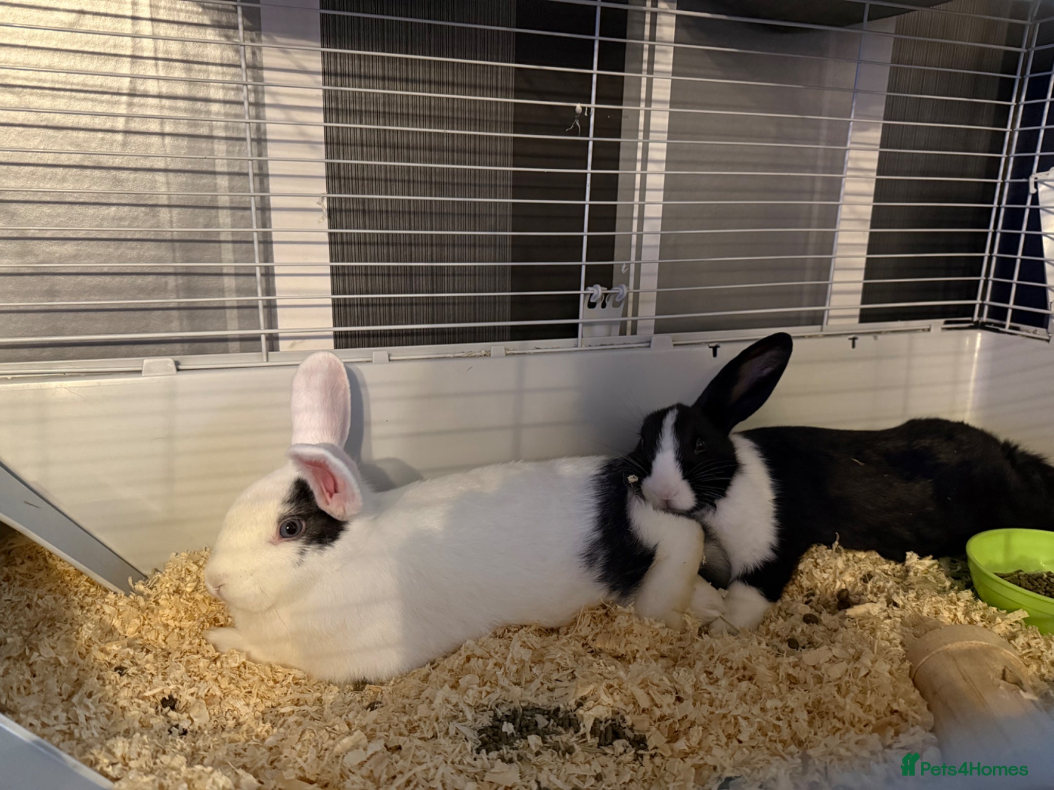 Mixed Breed rabbits for sale: 2 male rabbits for sale  - Advert 1