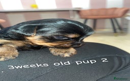 Yorkshire Terrier dogs for sale: Yorkshire terrier  **   - Advert 6