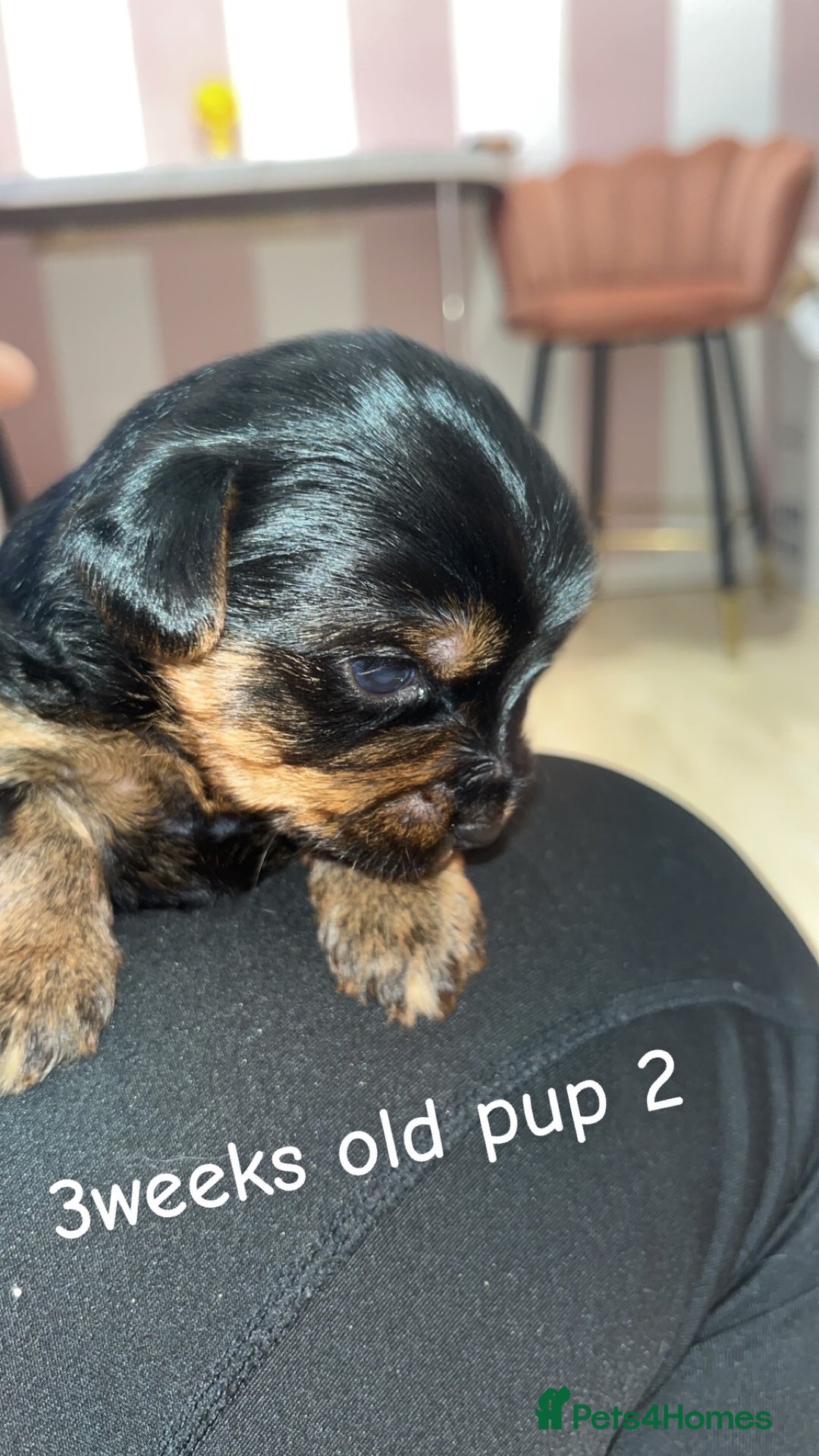 Yorkshire Terrier dogs for sale: Yorkshire terrier  **   - Advert 6