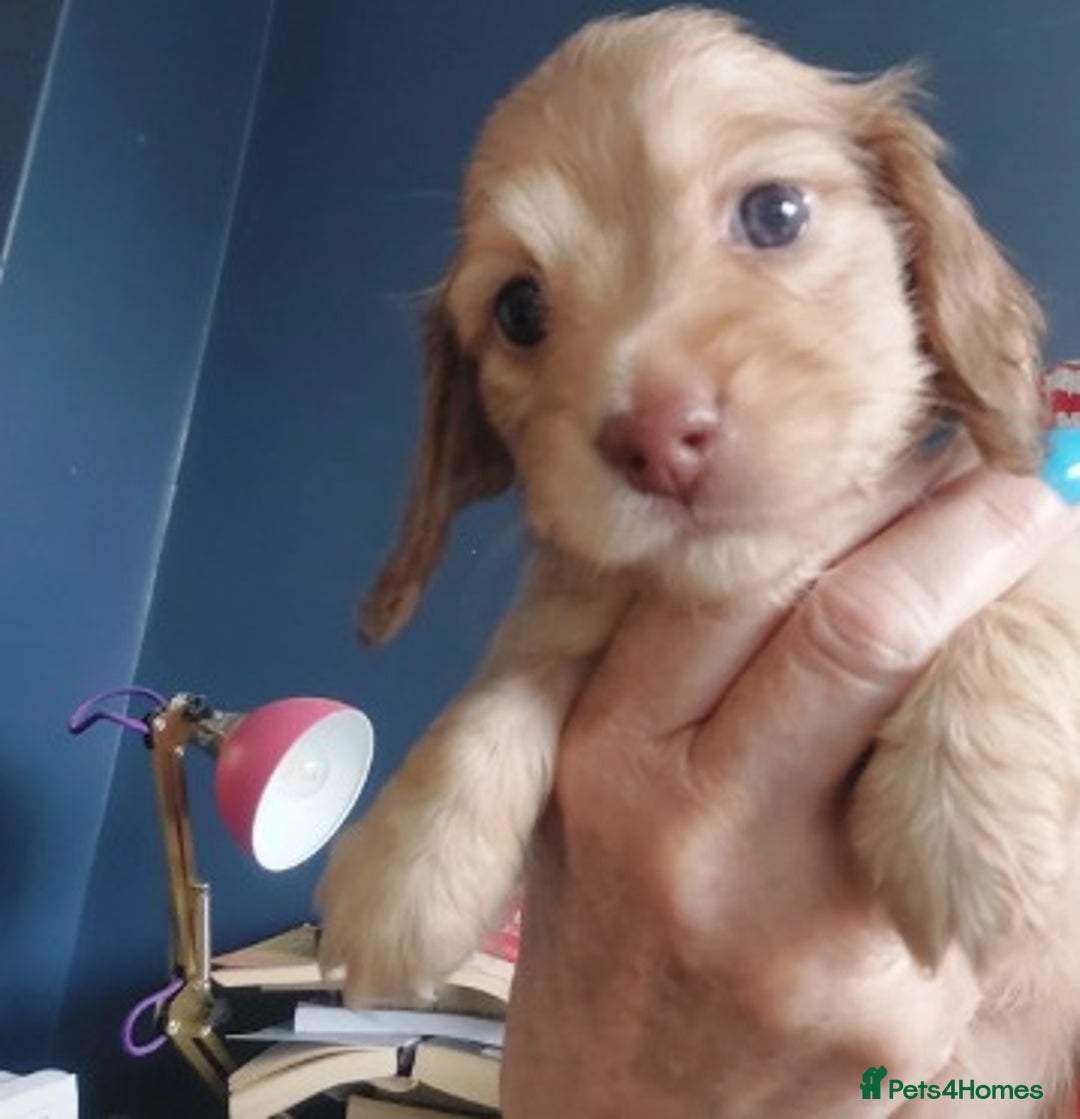 Miniature Dachshund dogs for sale: Premium Miniature Dachshund Puppies! - Advert 2