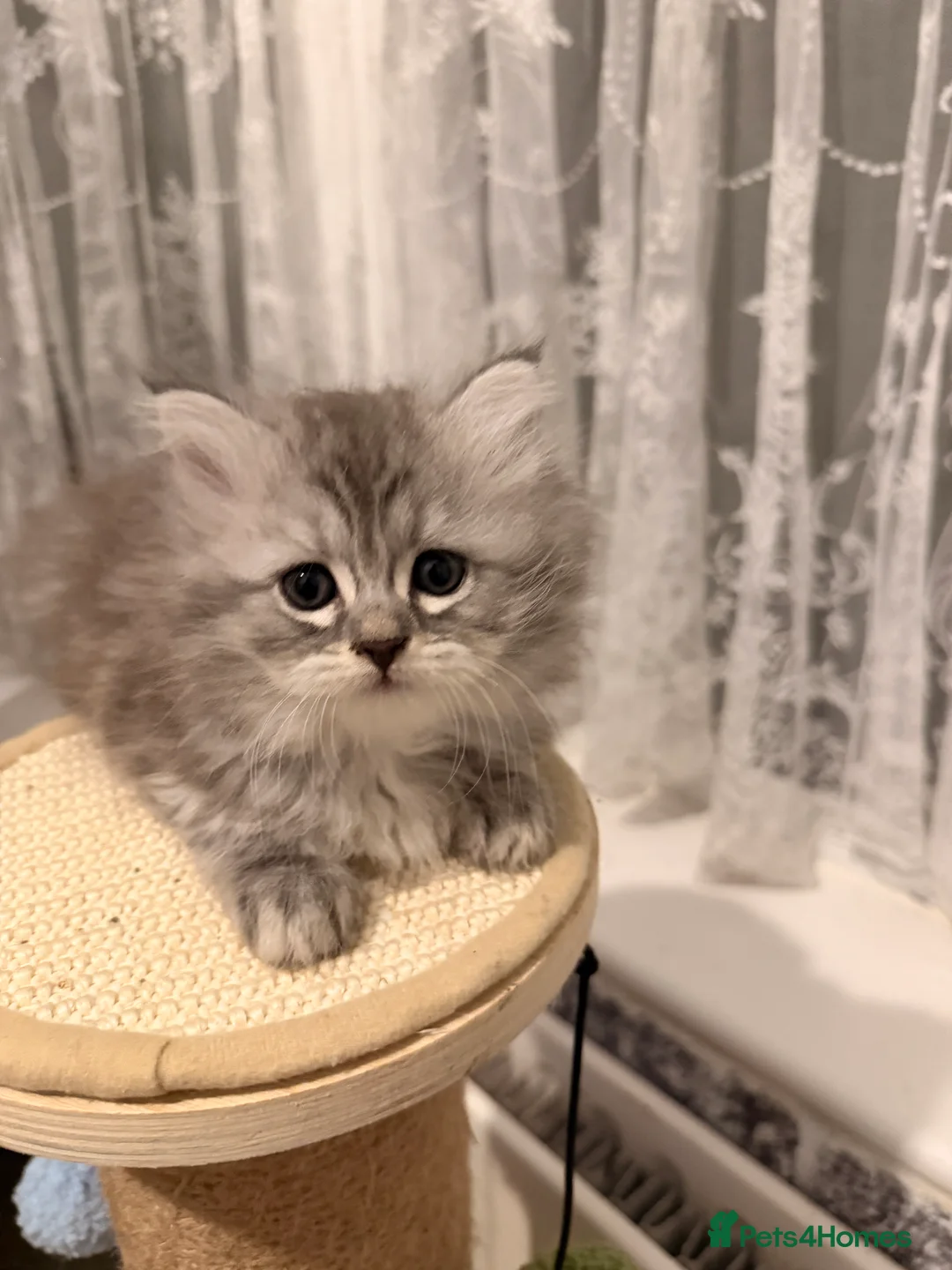 Persian cats for sale: Ready soon, 5 persian X kittens - Advert 6
