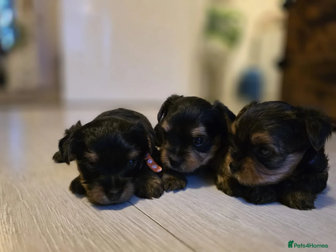 Yorkshire Terrier dogs for sale: Yorkshire terrier puppies  - Advert 3
