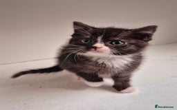 Persian cats for sale: ⭐️Beautiful Persian X Kittens⭐️ - Image 6