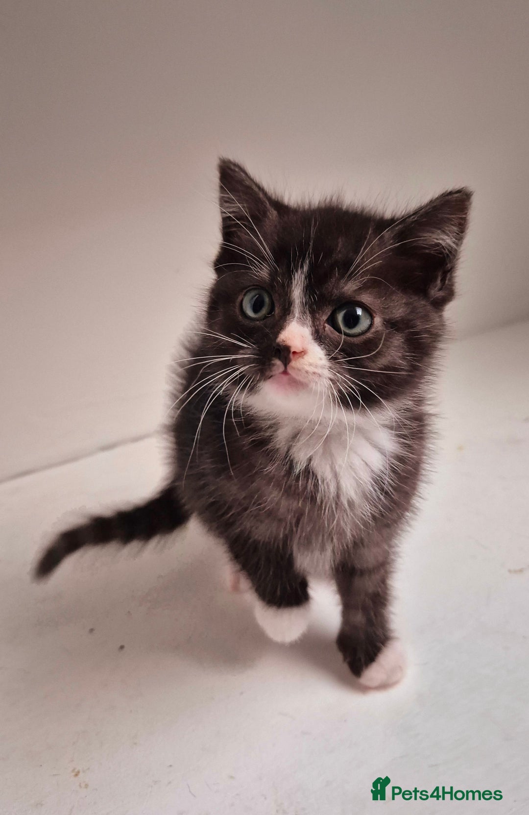 Persian cats for sale: ⭐️Beautiful Persian X Kittens⭐️ - Image 6