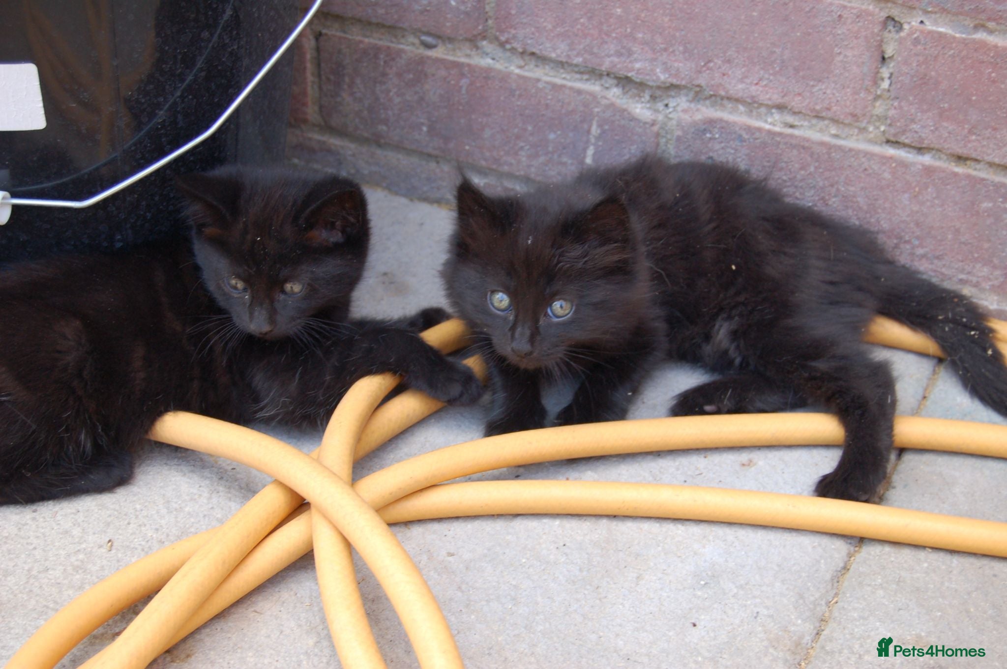 Mixed Breed cats Black kittens with brown stripes - Advert 5