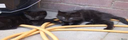 Mixed Breed cats for sale: Black kittens with brown stripes - Advert 3