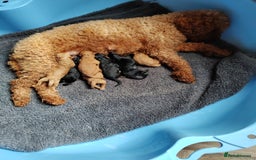 Cavapoo dogs for sale: TOY CAVAPOO DNA TESTED PARENTS AND GRANDPARENTS  - Image 19
