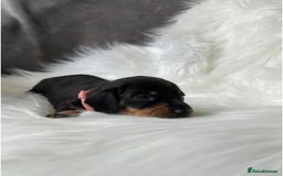 Miniature Dachshund dogs for sale: Miniature  Dachshund Puppies ready for new Home - Image 2