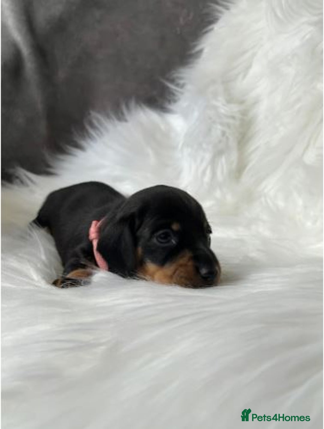 Miniature Dachshund dogs for sale: Miniature  Dachshund Puppies ready for new Home - Image 2