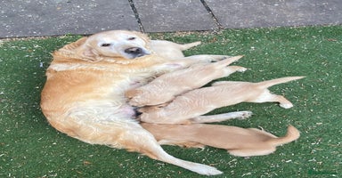 Golden Retriever dogs - Advert 2