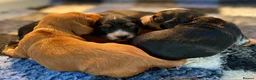 Cocker Spaniel dogs for sale: W/C Spaniel Puppies. Health tested parents - Advert 5
