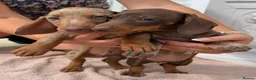 Miniature Dachshund dogs for sale: Miniature Dachshund puppies  - Advert 3