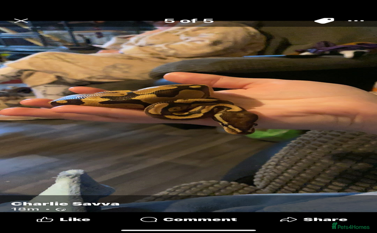Python Snake reptiles - Advert 1