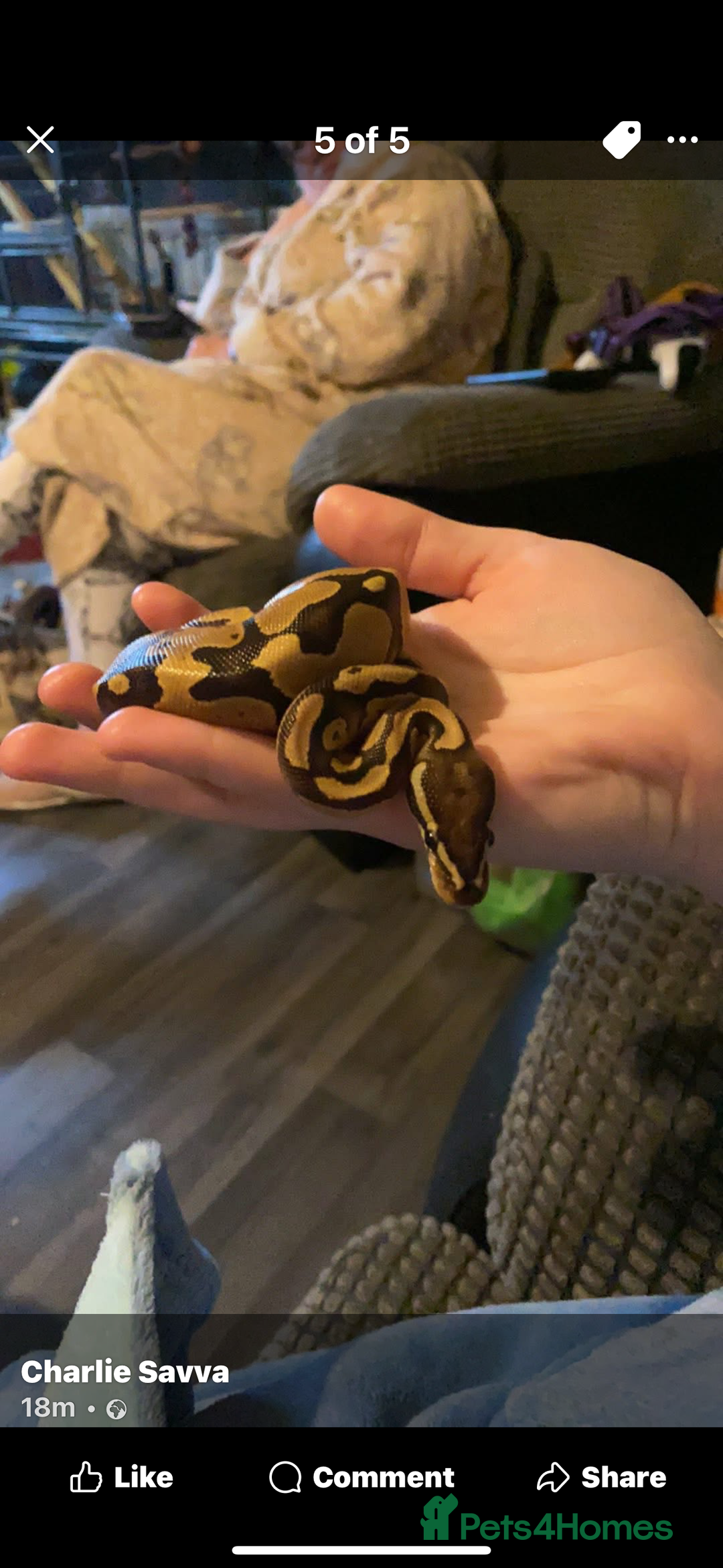 Python Snake reptiles for sale: Royal ball python  - Image 1