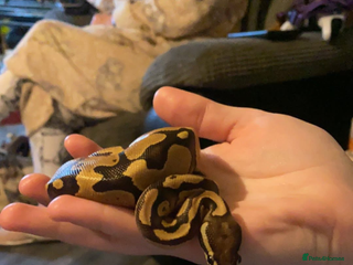 Python Snake reptiles - Advert 7