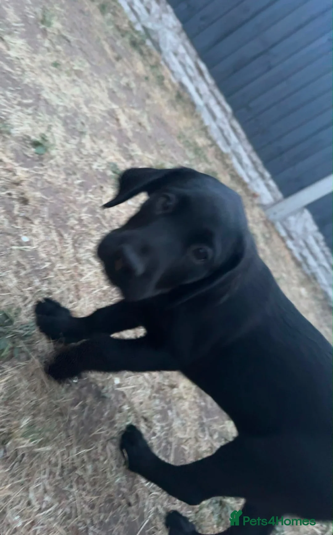 Labrador Retriever dogs for sale: KC REG black Labrador puppy  - Advert 6