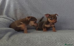 Jack Russell dogs for sale: Miniature jack Russell pups - Image 19