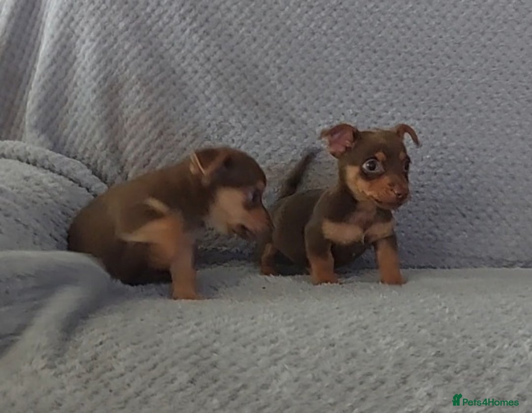 Jack Russell dogs for sale: Miniature jack Russell pups - Image 19