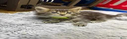 Maine Coon cats for sale: Mainecoon x  - Advert 21