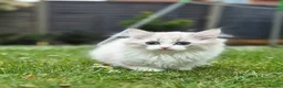 Munchkin cats for sale: Super short legs Munchkin  in Evesham - Advert 2