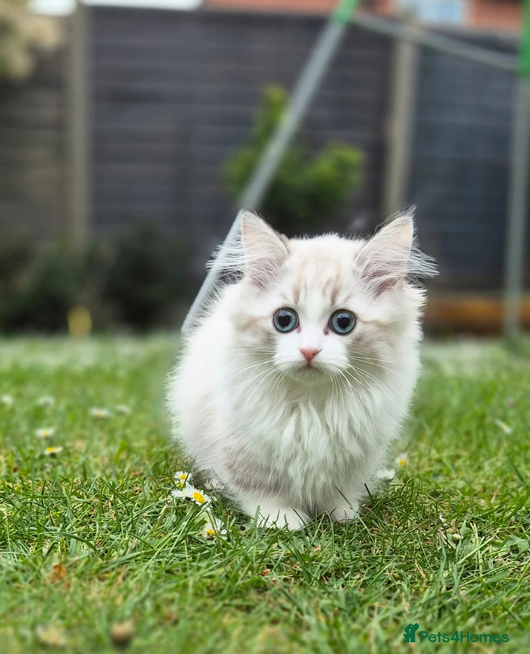 Munchkin cats for sale: Super short legs Munchkin  in Evesham - Advert 2