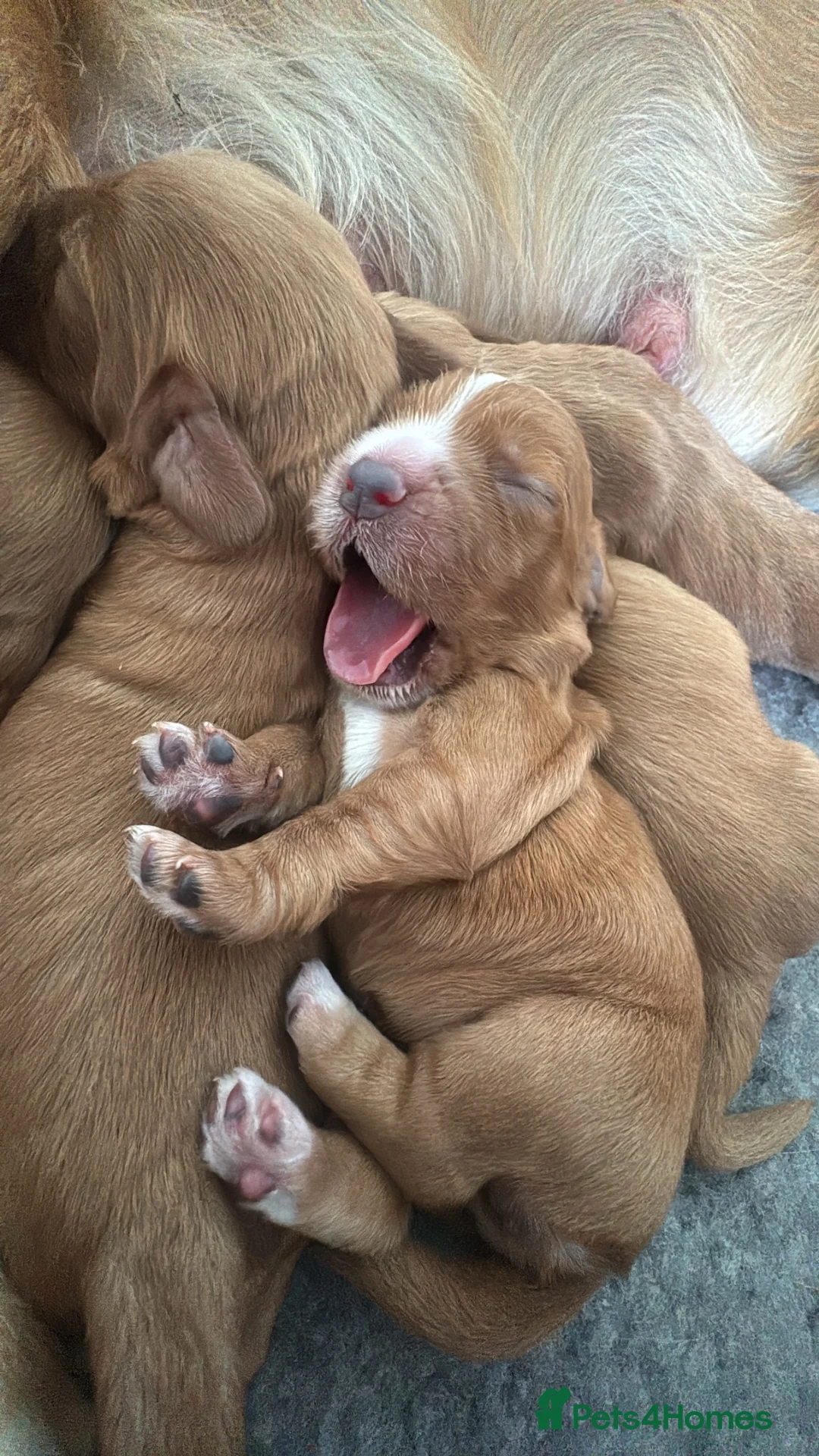 Cocker Spaniel dogs for sale: Stunning Working Cocker Spaniel Puppies - Advert 2