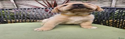 Labrador Retriever dogs for sale: Golden Labrador Puppies - Advert 12