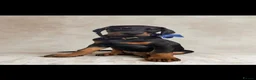 Mixed Breed dogs for sale: Cane Corso x Dobermann puppies expected. in Colchester - Advert 7