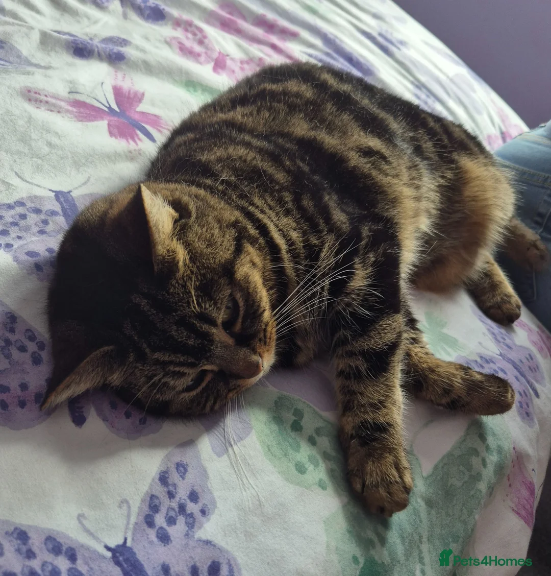 Mixed Breed cats for sale: Beautiful British short/longhaired cat  - Advert 2