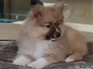 Pomsky dogs Pomsky Puppies AVAILABLE NOW - Advert 1