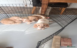Cockapoo dogs for sale: Cockapoo F1B - Image 26