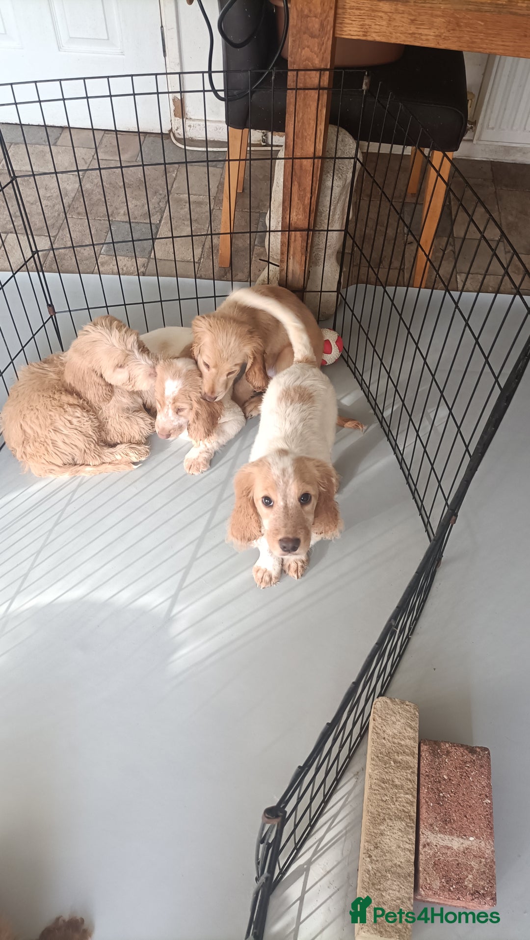 Cockapoo dogs for sale: Cockapoo F1B - Image 26