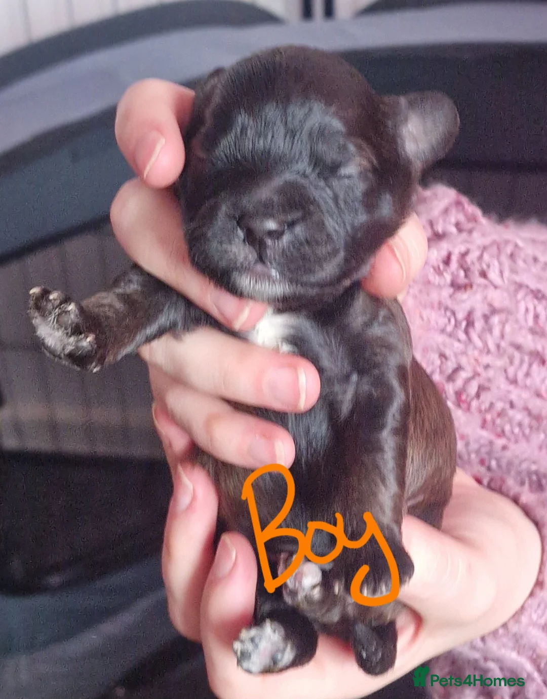 Mixed Breed dogs for sale: Floodle  - Advert 12