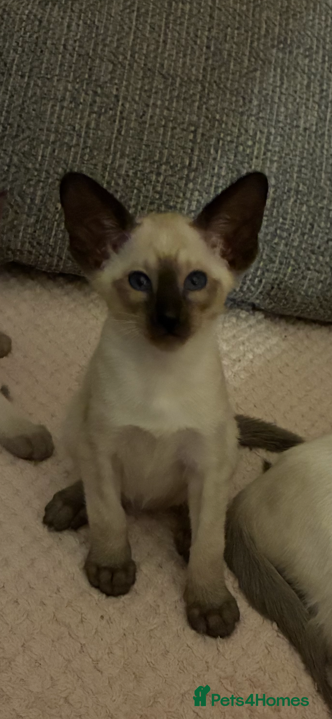 Siamese cats for sale: Two beautiful seal point brothers ❤️ - Advert 5