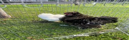 Chickens poultry for sale: Silkie Chickens – 2 Silkie Hens &  Silkie Cockerel - Advert 6