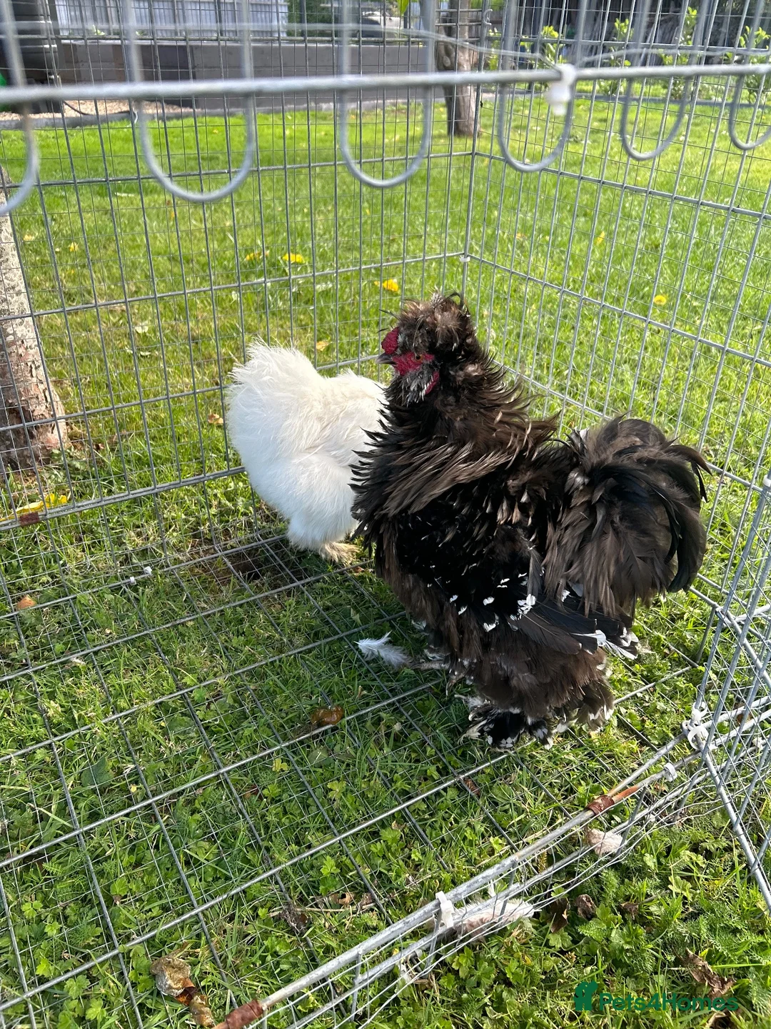 Chickens poultry for sale: Silkie Chickens – 2 Silkie Hens &  Silkie Cockerel - Advert 6