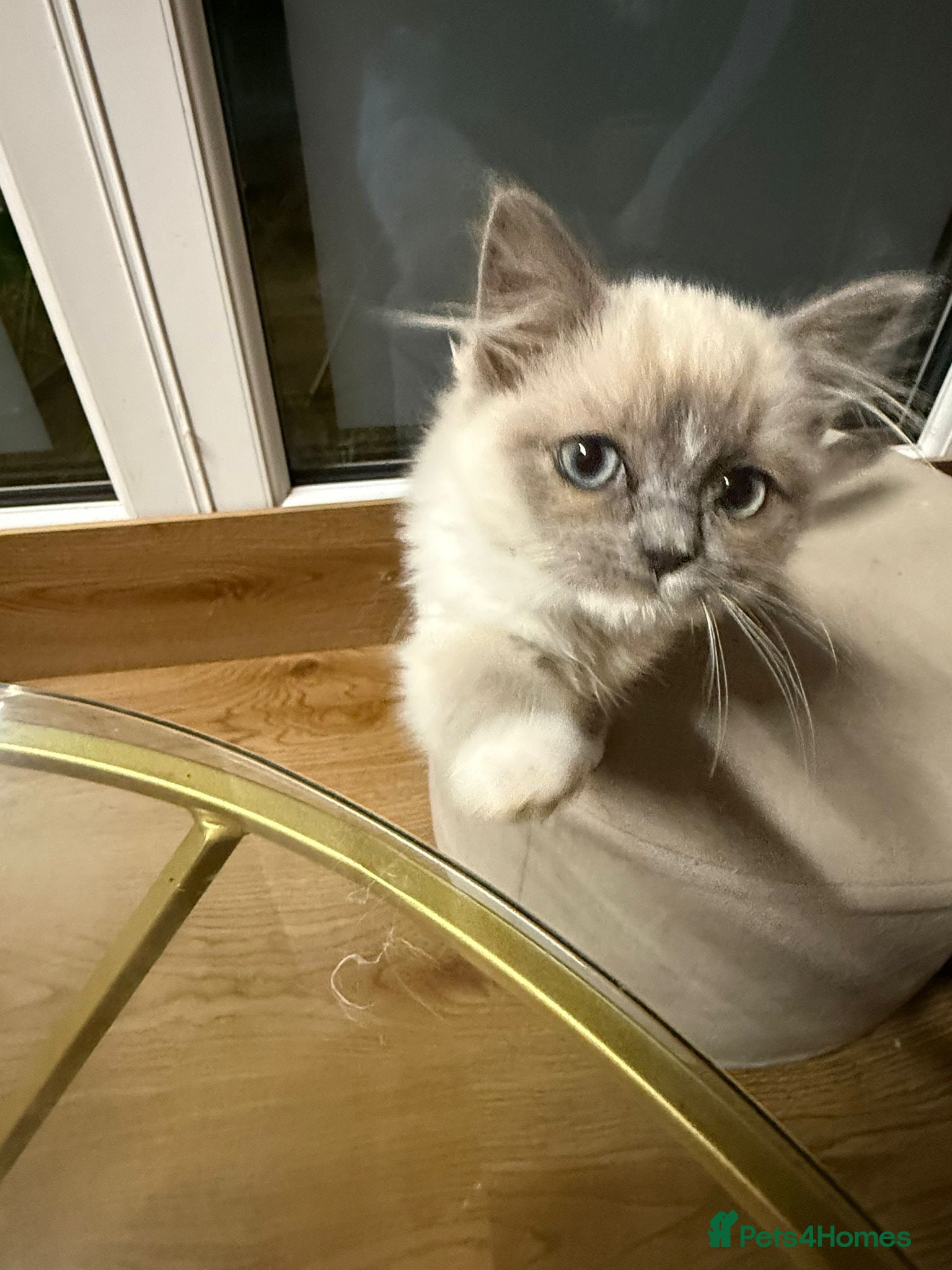 Ragdoll cats 4 month Ragdoll Female Kitten - Advert 17