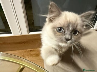 Ragdoll cats 4 month Ragdoll Female Kitten - Advert 2