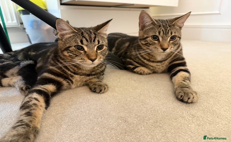 Mixed Breed cats - Advert 1