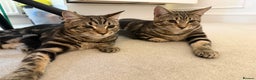 Mixed Breed cats for sale: Mixed tabby kittens  - Advert 1