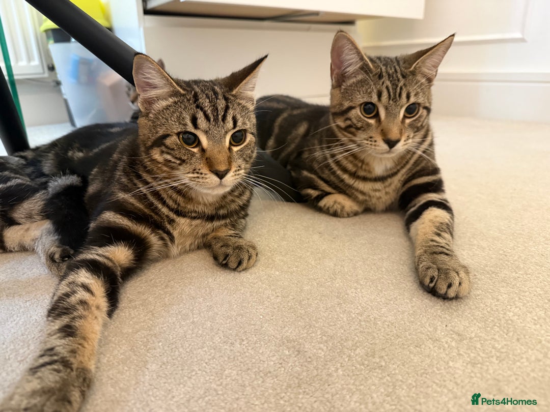 Mixed Breed cats for sale: Mixed tabby kittens  - Image 1