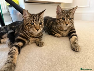 Mixed Breed cats - Advert 34