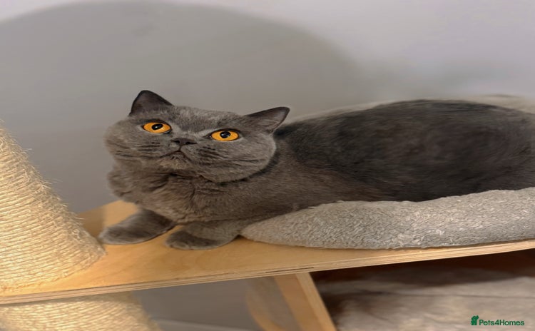 British Shorthair cats - Advert 3