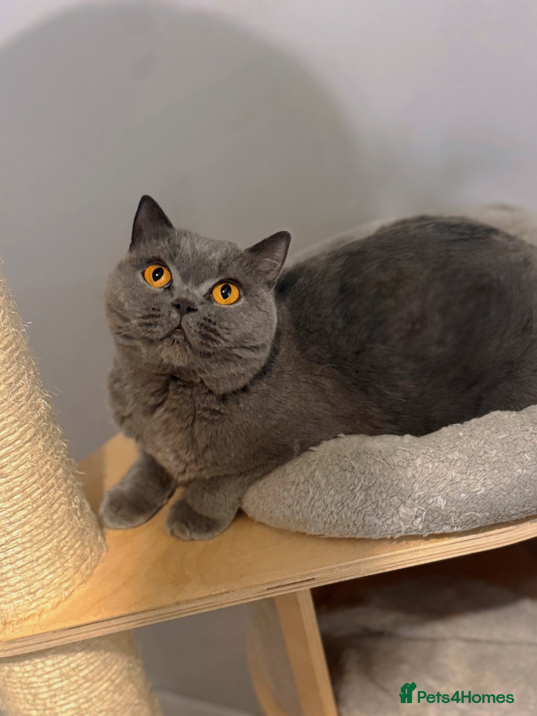 British Shorthair cats for sale: Female 4 years old available  - Image 1