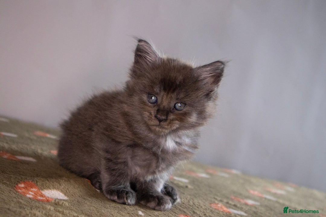 Maine Coon cats for sale: Gorgeous TICA-Registered Maine Coon Kittens! - Advert 31