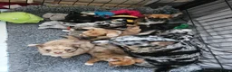 Chihuahua dogs for sale: 2 long coated chihuahua pups  - Advert 1