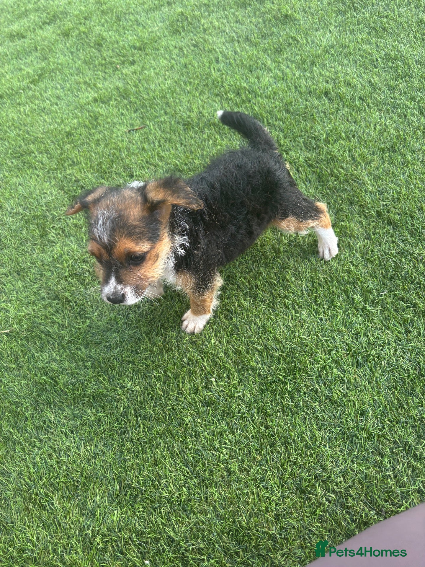 Jack Russell dogs Jack Russell cross terrier - Advert 1