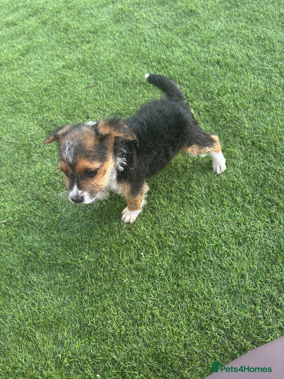 Jack Russell dogs for sale: Jack Russell cross terrier in March - Advert 1