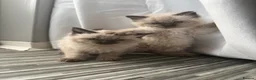 Ragdoll cats for sale: Stunning ragdoll kittens  - Advert 9
