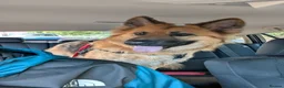 German Shepherd dogs for sale: German shepherd 2 year old  - Advert 11